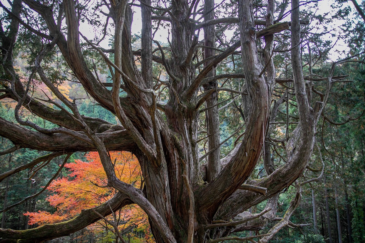 大久保のヒノキ（椎葉村） | 宮崎県北観光ポータルサイト