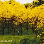 黄色の珍花「イペー」（門川町）